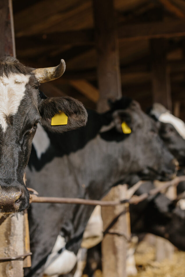Agricultural concept, bulls with yellow ear tags on a farm in a stall outdoors.