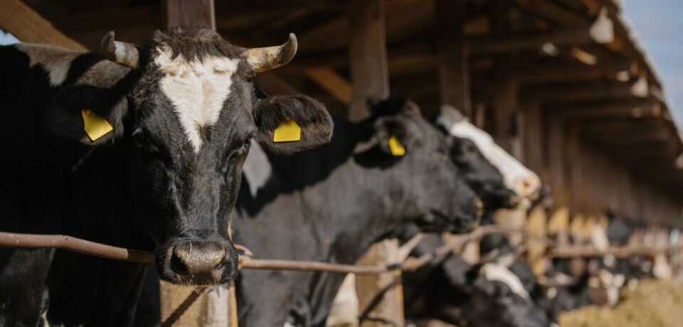 Agricultural concept, bulls with yellow ear tags on a farm in a stall outdoors.
